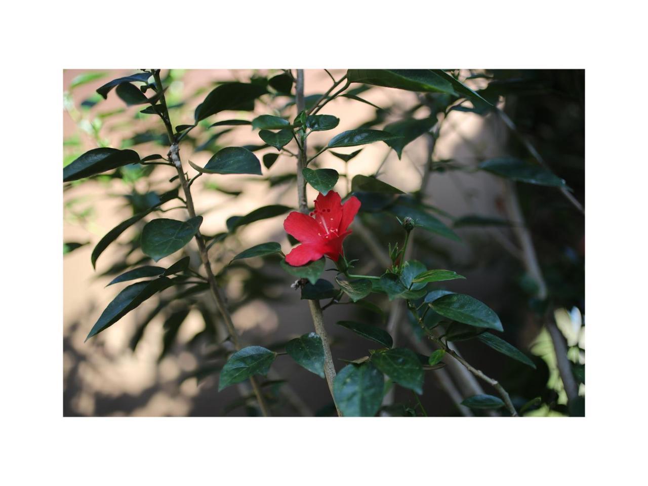 شقة In Da Garden أوبود المظهر الخارجي الصورة