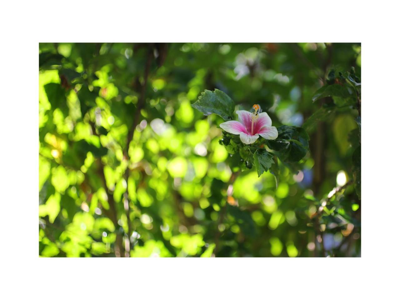 شقة In Da Garden أوبود المظهر الخارجي الصورة